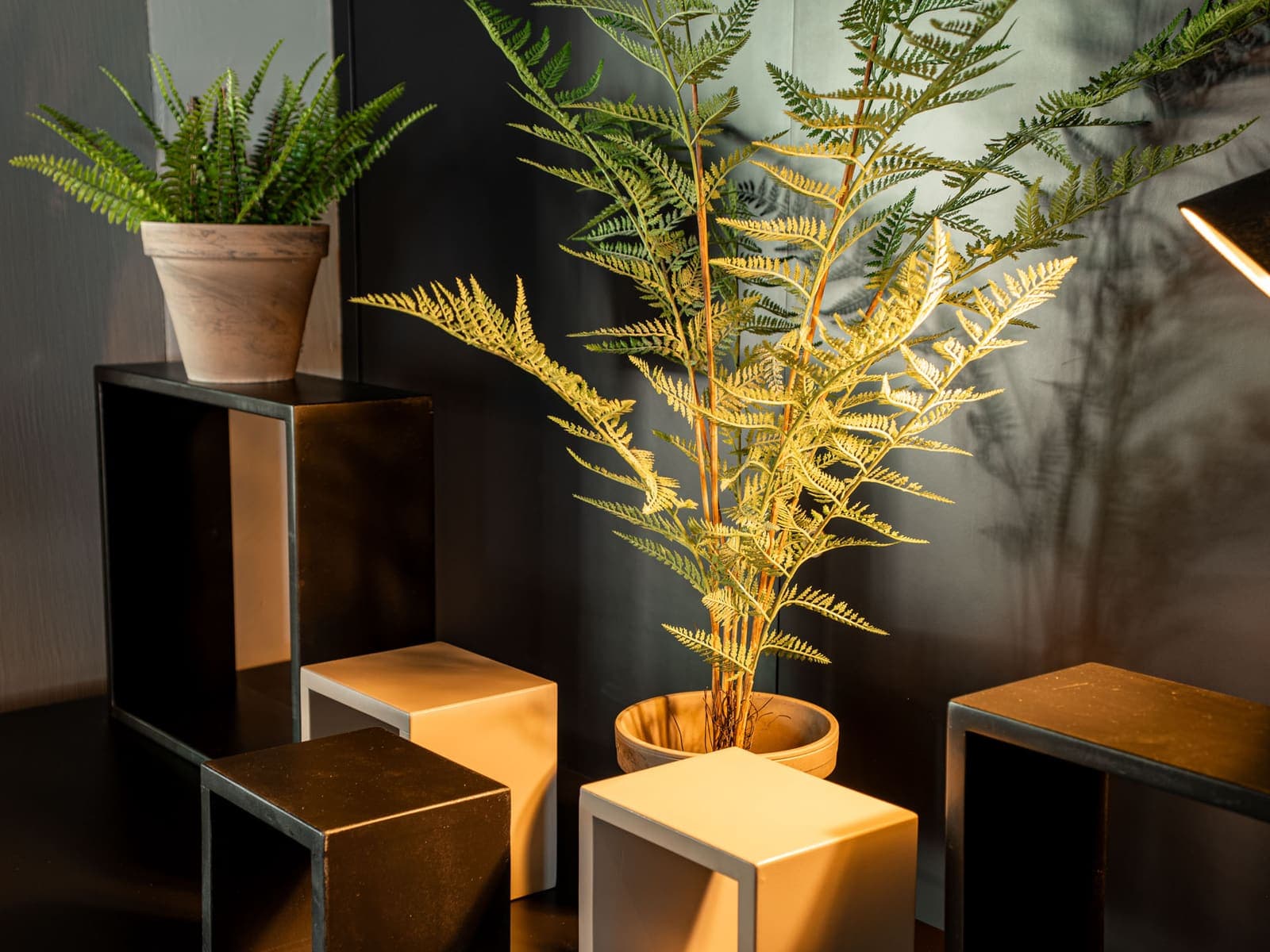 Plants at Restaurant Vivace